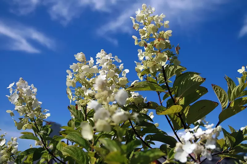Tardiva hydrangea (Hydrangea paniculata 'Tardiva') with late-season white blooms