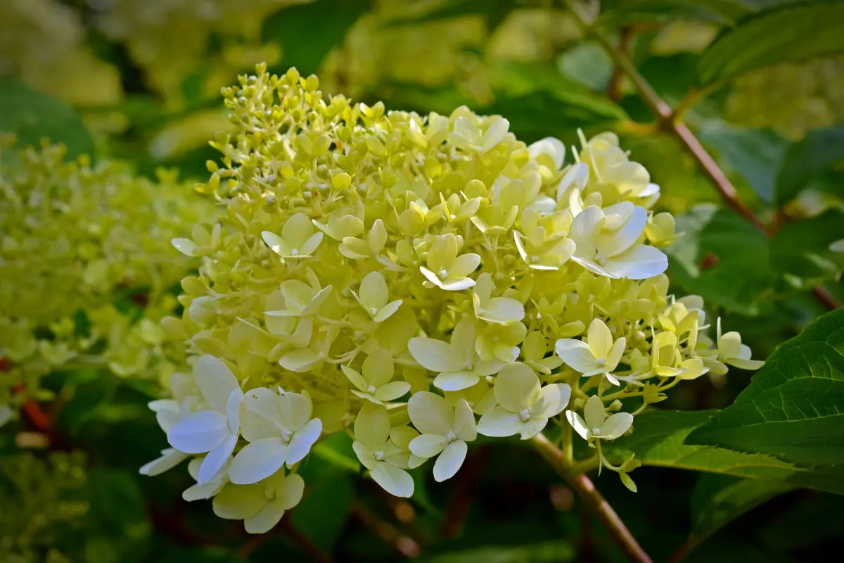Hydrangea paniculata (Panicle Hydrangea)