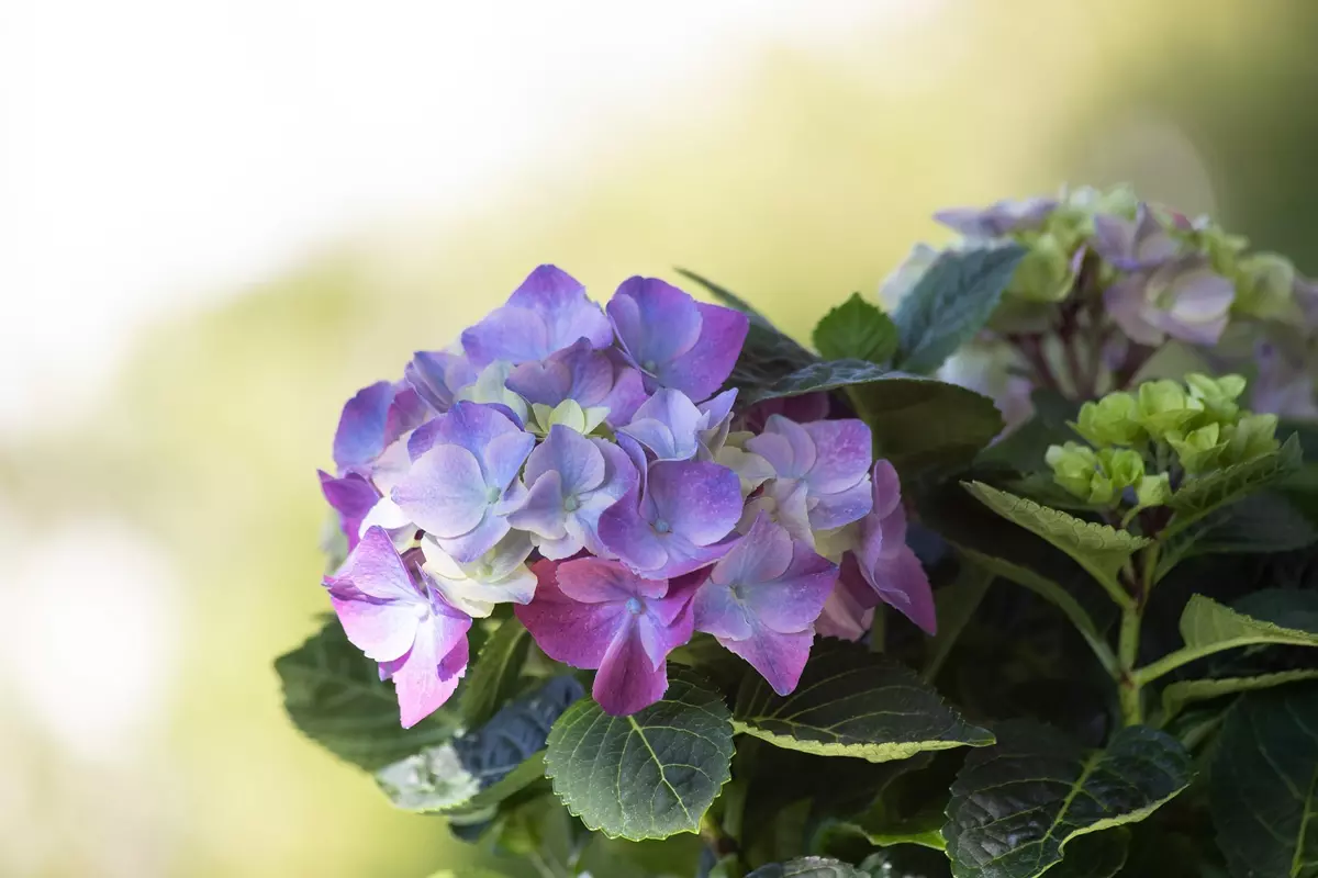 Hydrangea with pink and blue flowers