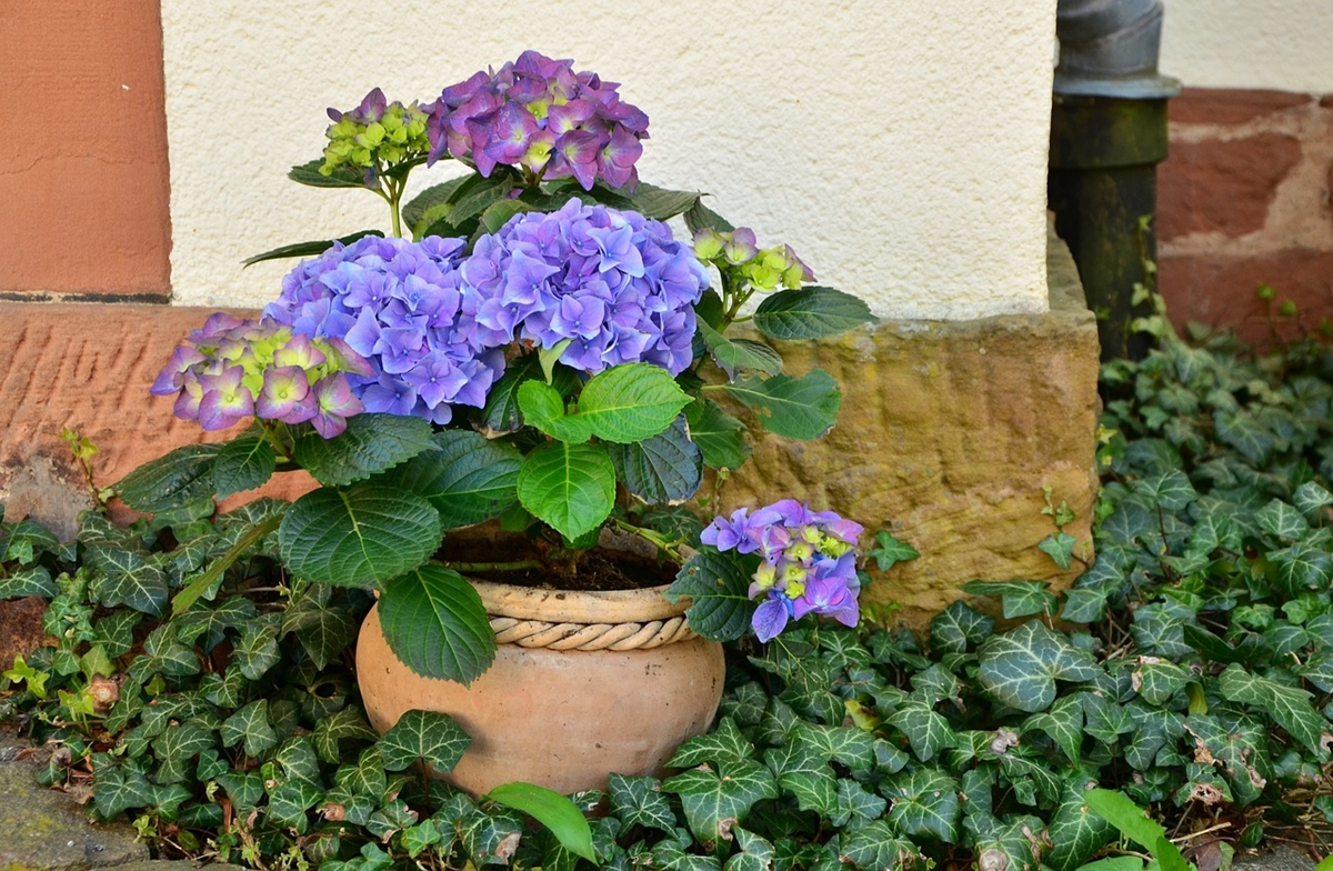 Healthy blooming purple hydrangea in a clay pot in front of a house wall