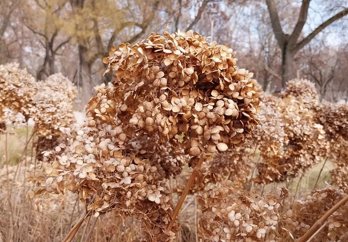 Dried hydrangea flower heads in winter on old wood stems