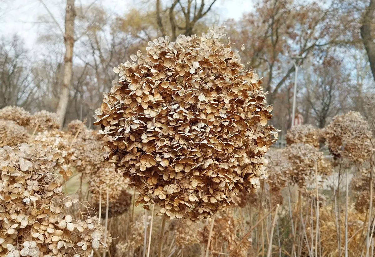 Close-up of a faded hydrangea bloom in winter with blurred background