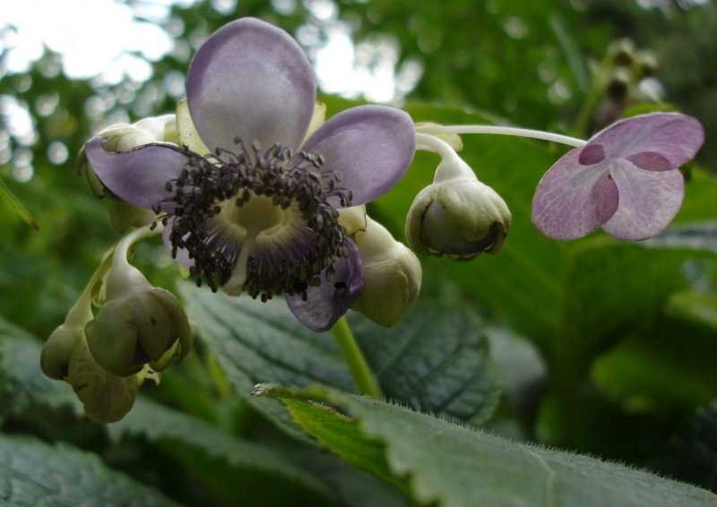 Close-up of a pale blue Deinanthe hydrangea flower in shade