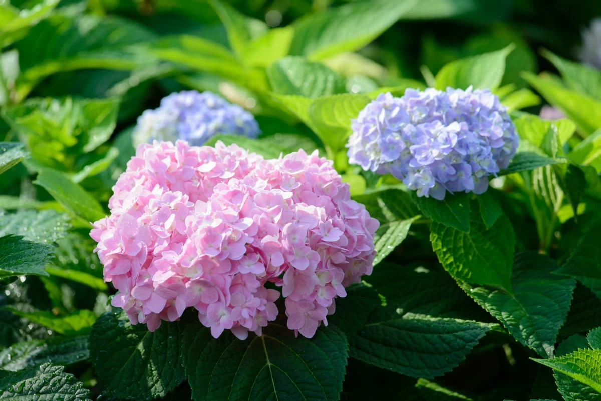 Healthy pink and purple hydrangeas in full bloom with lush green foliage