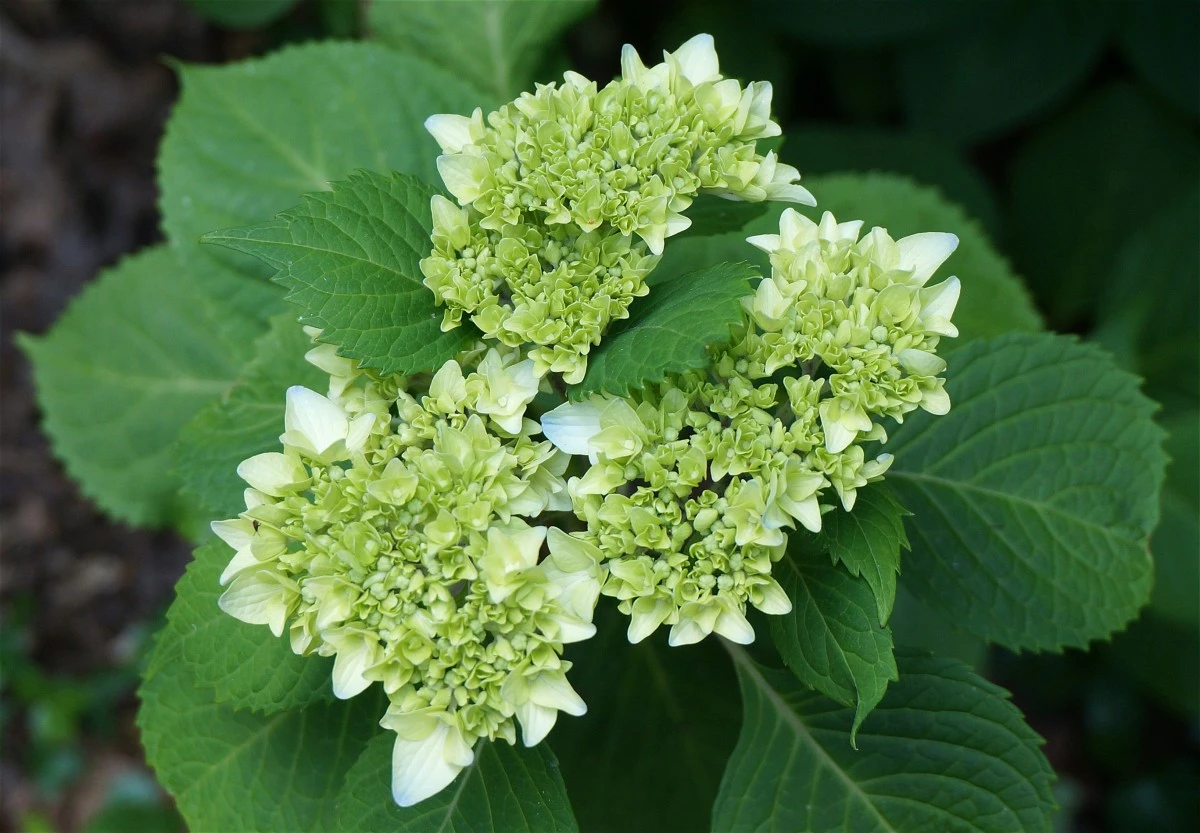 Green hydrangea shrub with partially bloomed flowers