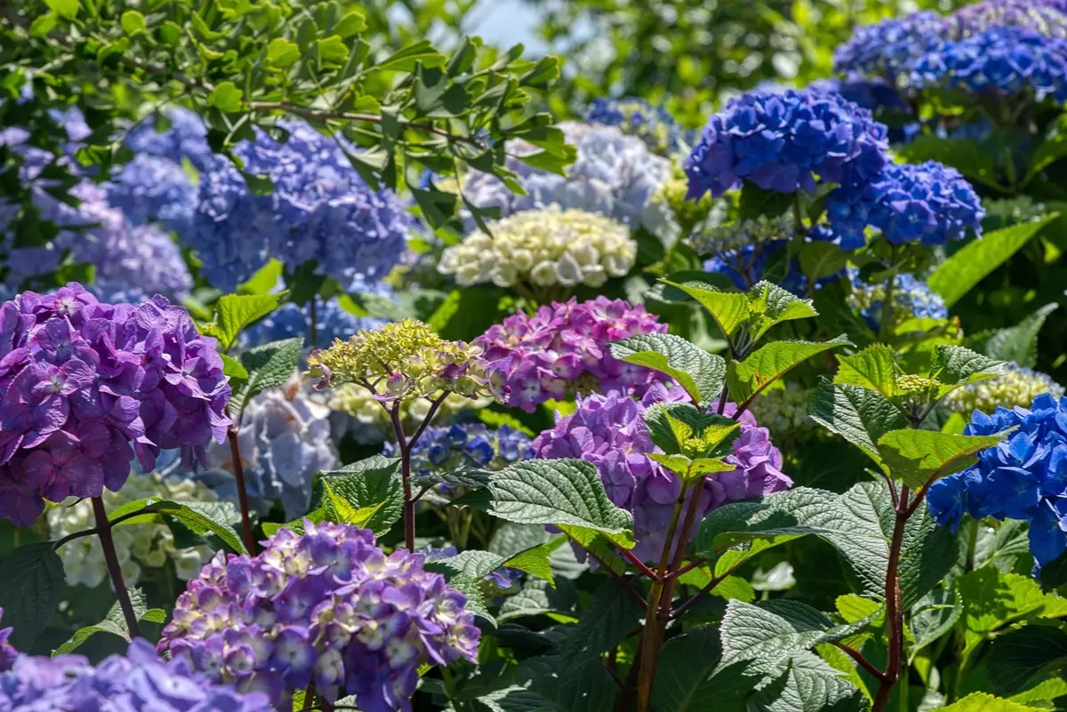 Hydrangeas protected with temporary shade and a 2–3 inch mulch layer during a heatwave
