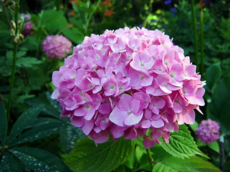 Hydrangea Flower in India