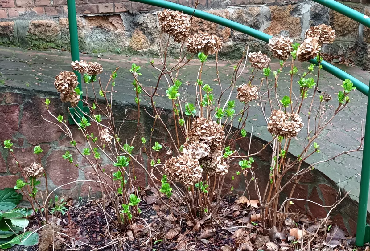 Unpruned Hydrangea macrophylla in early spring with last year's flower heads and fresh new growth
