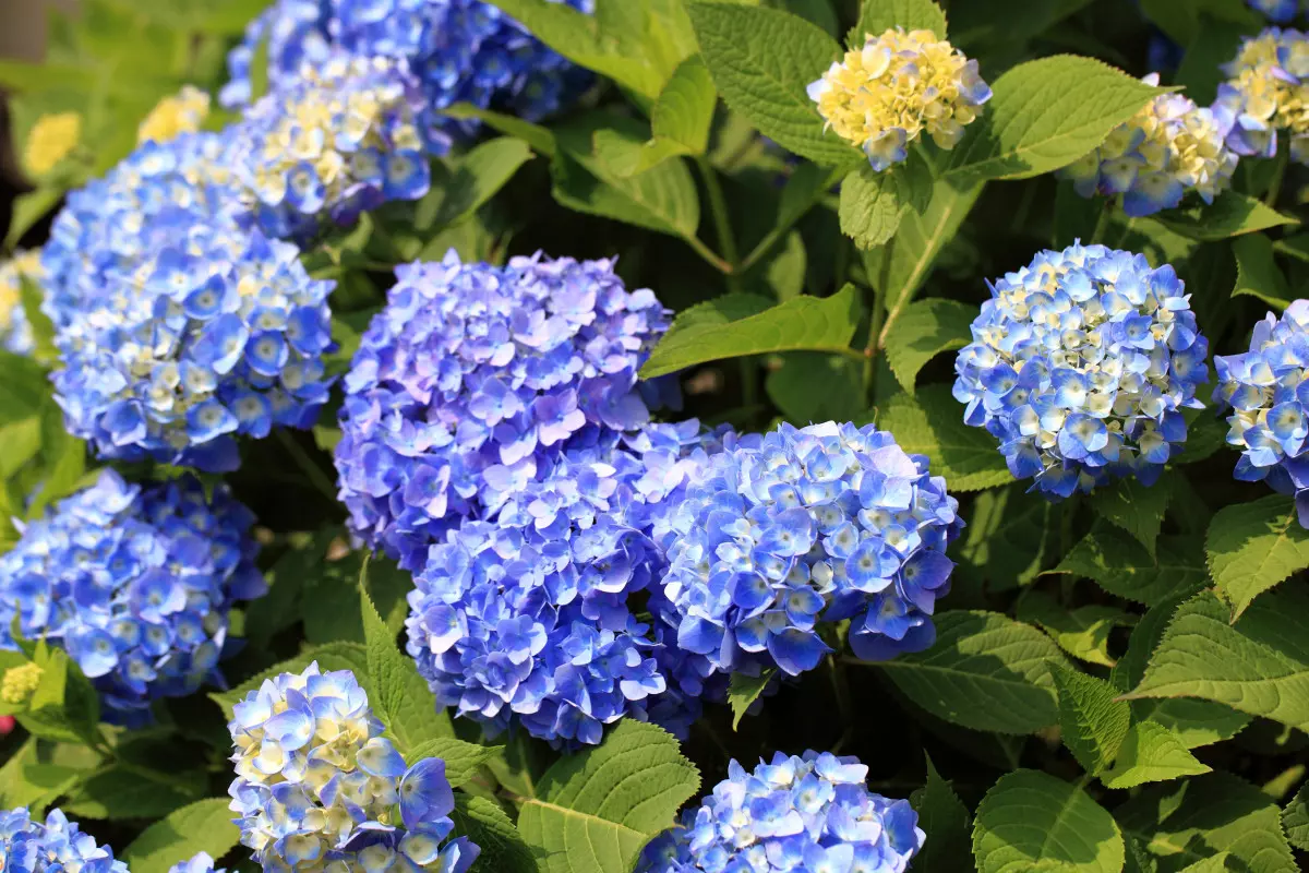 Healthy lilac-blue hydrangea flowers in full summer bloom with lush green foliage