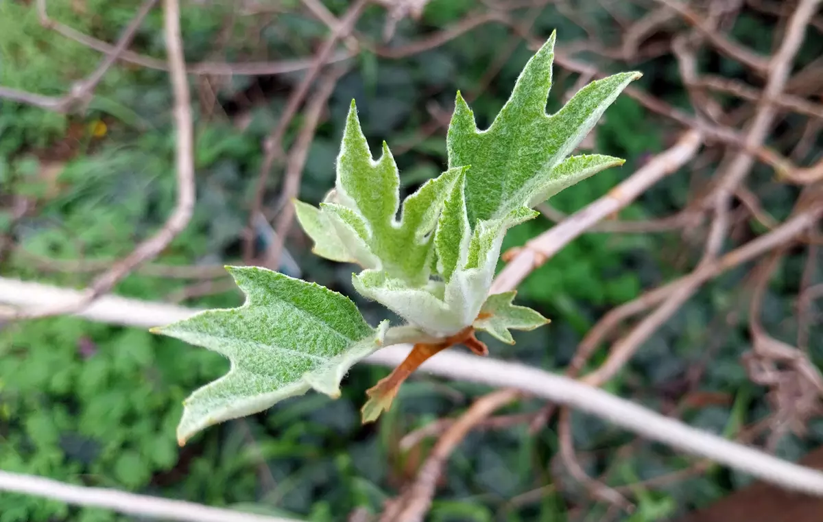 Fresh green shoot of Hydrangea quercifolia in spring with young oak-shaped leaves