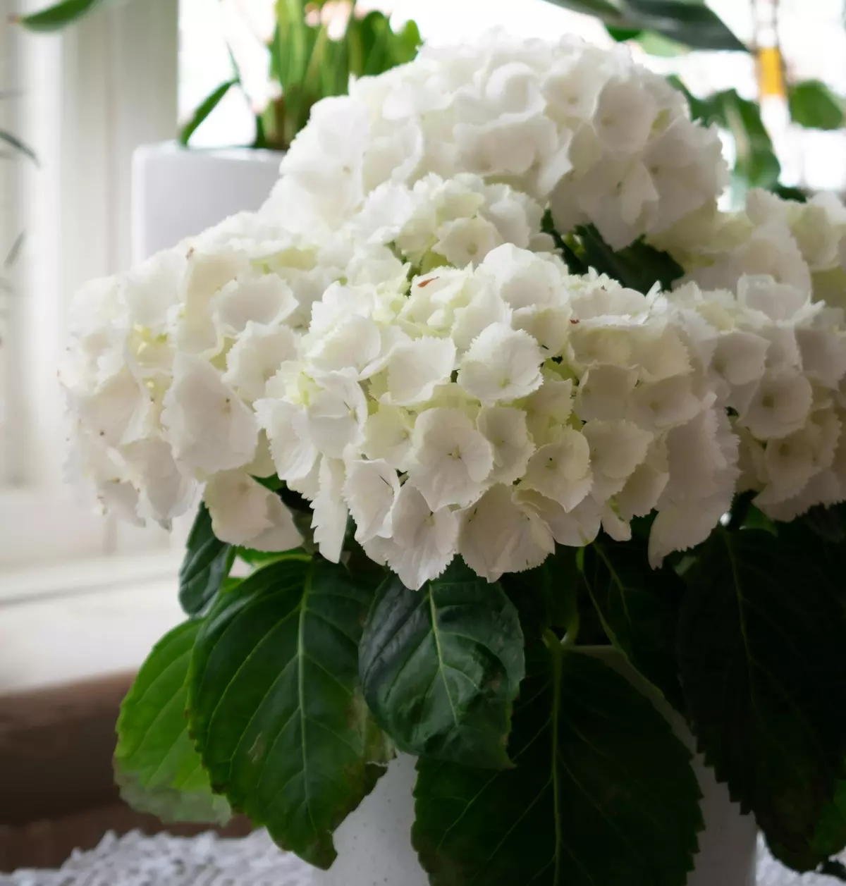 White hydrangea in full bloom placed in a pot near a bright window indoors