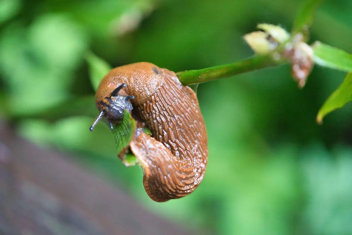 Spanish slug eating plant leaf - common pest of hydrangeas
