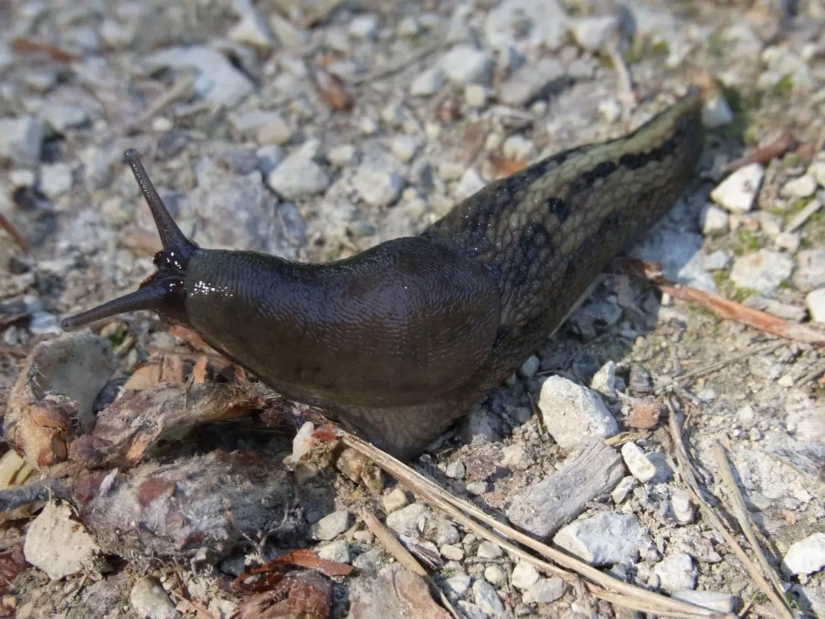 Leopard slug crawling on rocky soil in the garden