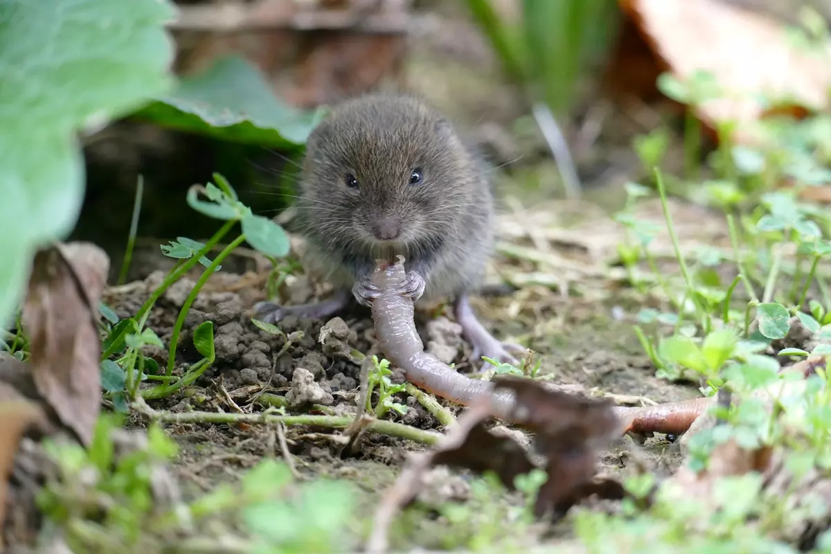 Field vole eating an earthworm among plants and mulch