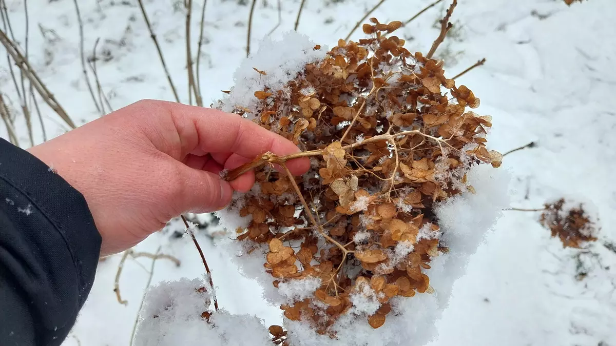 A wilted hydrangea flower that has broken under the weight of the snow