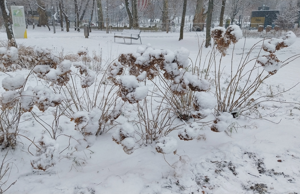 Snow-covered hydrangea bushes in winter dormancy, enduring harsh, windy weather.