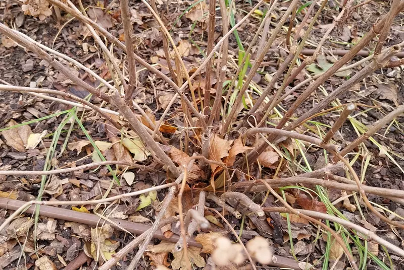 On the pruned base of the smooth hydrangea