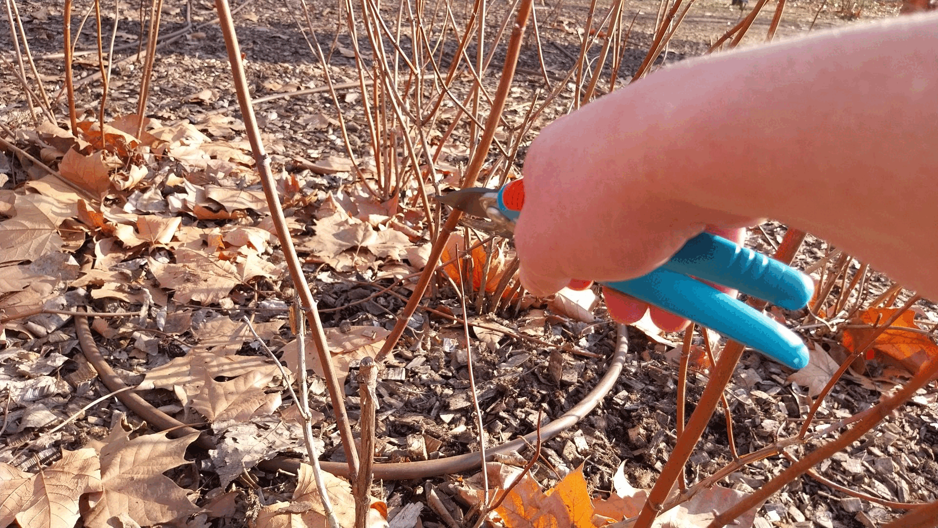 Pruning a Hydrangea arborescens plant with sharp secateurs, making a clean cut just above a bud pair.
